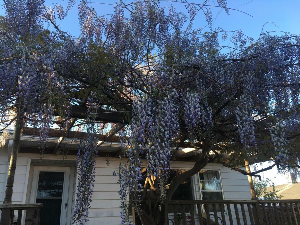 Wisteria Vine Monticello